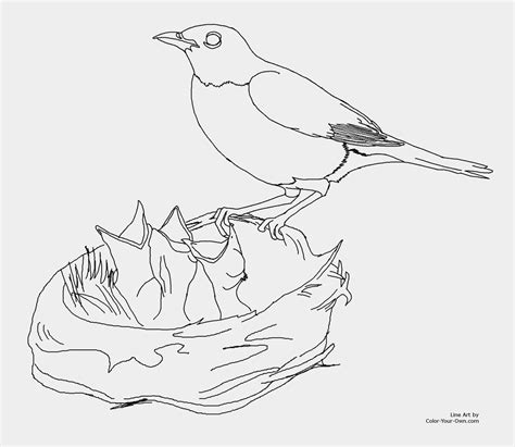 robin bird coloring pages  getdrawings