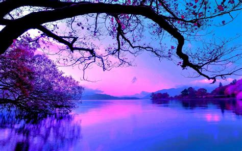 purple sunset on the lake wallpaper nature and landscape