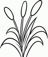 Cattails Drawing Cattail Printable Dragoart sketch template