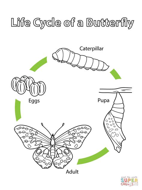 monarch butterfly life cycle coloring page