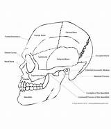 Skull Drawing Human Anatomy Basics Lateral Basic Bones Side Simple Draw Paint Getdrawings Learn Aspect sketch template