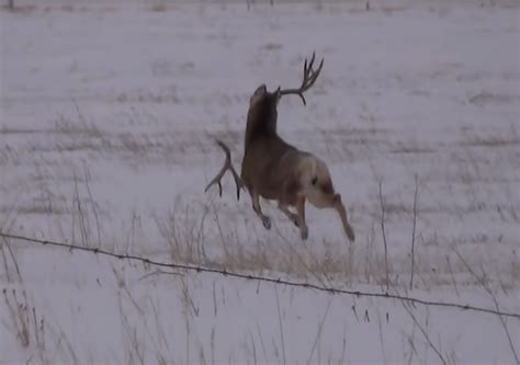 deer buck shedding antlers fascinating video  wearenaturetv