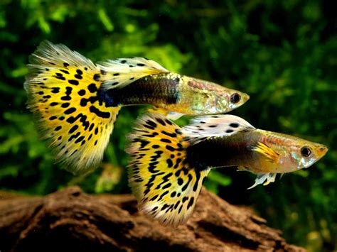 guppy fish care food tank lifespan breeding fry care fish