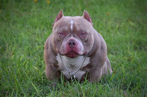 bully dog classes   train  bully breed dog  pictures