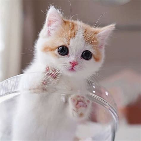 teacup smallest cat breed cat meme stock pictures