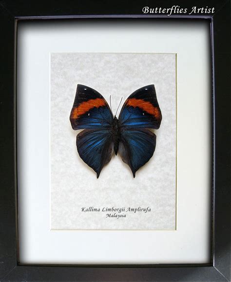 malayan leafwing kallima limborgii rare real butterfly entomology