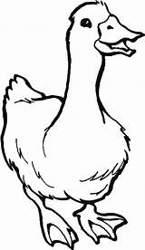 Farm Coloring Clipart Animals Duck Clipground Pinclipart sketch template