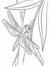 Libelle Tak Ast Malvorlage Libellen Ausmalbilder Dragonflies Dragonfly sketch template
