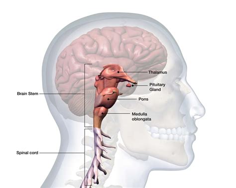 brainstem anatomy function  treatment