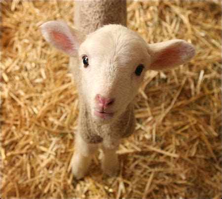 cute baby lamb creature comfort baby sheep baby lamb cute baby