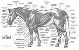 Muskulatur Pferde Horses Anatomie Equine Muscular Pferd Paarden sketch template