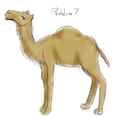 camel sketch request  popolis  deviantart