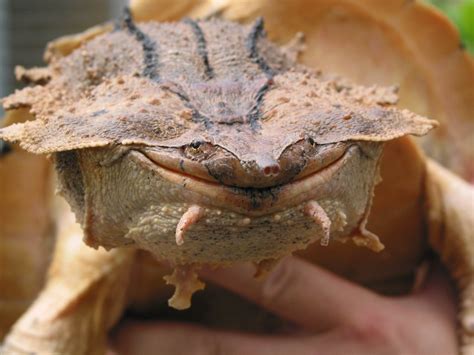 species  turtle discovered