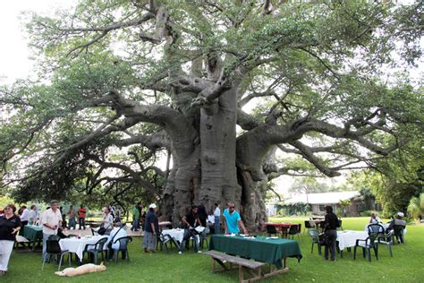 Sunland Baobab Pub Inhabitat Green Design Innovation