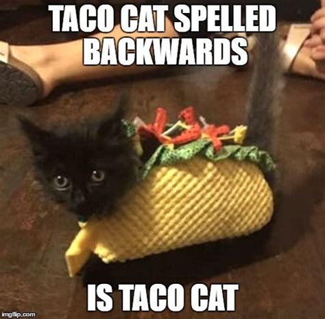 image tagged  taco cat imgflip