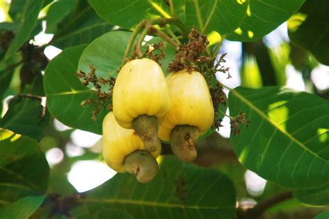 caribbean fruits caribbean ocean roatan vortexc cashew apple