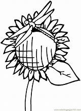 Coloring Pages Sunflower Animals Line Dragonfly Flower Print Printable Drawings Cliparts Daisy Clip Cute Animal Kids Library Clipart Template Ws sketch template