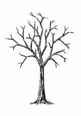 Tree Clipart Bare Drawing Trees Coloring Template Leafless Branches Print Clip Pages Cliparts Finger Line Drawings Draw Library Wallpaper Easy sketch template