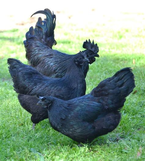 Very Rare Black Chicken Called Ayam Cemani All Meat Is