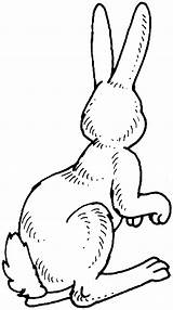 Animals Rabbit Clip Clipart Coloring Cliparts Animal Pages Library Jack Favorites Add sketch template