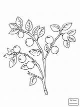 Coloring Berries Pages Drawing Whortleberry Getdrawings sketch template
