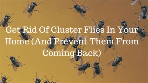 rid  cluster flies unugtp news