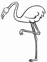 Flamingo Colorat Desene Pasari Pasare Planse Salbatice Pasarea sketch template