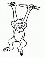 Monkey Hanging Tree Drawing Coloring Template Clipart Pages Easy Outline Cartoon Realistic Cliparts Printable Monkeys Jungle Cute Print Vbs Safari sketch template