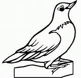 Bird Oklahoma Stanley Goldfinch Coloringhome sketch template