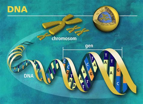 ¿cuántos Genes Hay El Genoma Humano Curiosoando