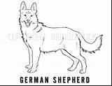 Coloring German Shepherd Pages Puppy Bubakids Thousands Photographs Through Animal sketch template