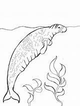 Extinct Simplebooklet Coloring Sealion Sea Japanese Animals sketch template