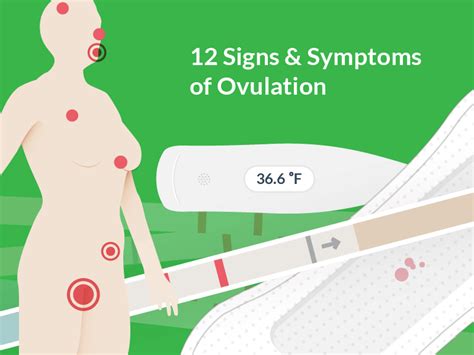 12 Ovulation Symptoms To Help You Get Pregnant