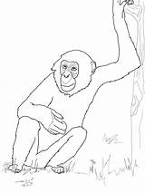 Chimpanzee Bonobo Schimpanse Bonobos Ausmalbild Szympans Kolorowanki Bestcoloringpagesforkids Supercoloring Ausmalen Vicoms sketch template