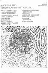 Endoplasmic Reticulum Coloring Template sketch template