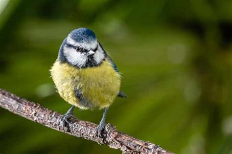 blue tit guide bbc wildlife magazine discover wildlife