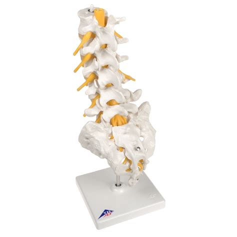 Anatomical Lumbar Spinal Column Model