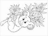 Colouring Australia Pages Coloring Koala Kids Crafts Australian sketch template