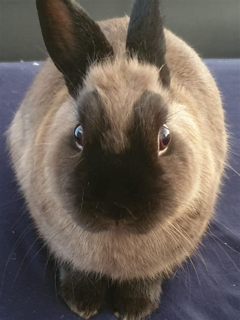 distinctly bunny shaped   face rrabbits
