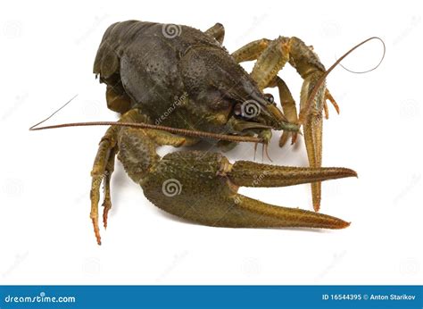 river crayfish stock image image  antenna object