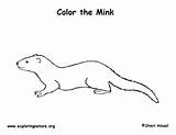 Mink Coloring Exploringnature sketch template