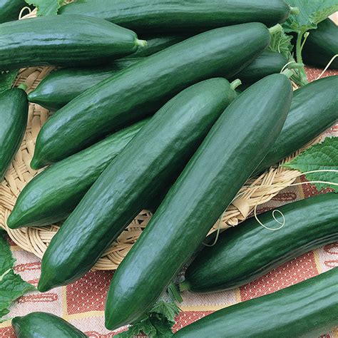 eversweet hybrid cucumber burpless horticultural products services