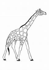 Giraffa Disegno Stampare Pianetabambini Potrete Scaricarla Maniera Stamparla Ingrandita Oppure Tramite Salvarla Vostro Diretta Desiderata sketch template