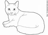 Gatos Pedras Template Glee Riscos Gato sketch template