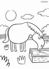 Pferd Trough Horses Coloring Pferdekopf Tränke Pferde sketch template