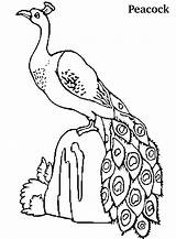 Peacock Coloring Pages Peacocks Printable Kids Color Colouring Drawing Cute Beautiful Birds Realistic Bird Animal Animals Print Clipart Getdrawings Adults sketch template