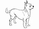 Chihuahua Dog Coloring Pages Draw Netart sketch template