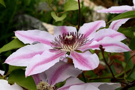 pink clematis flower nelly moser picture  photograph