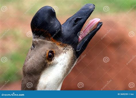 weird  bird royalty  stock images image