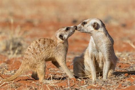 meerkat facts africas social suricate